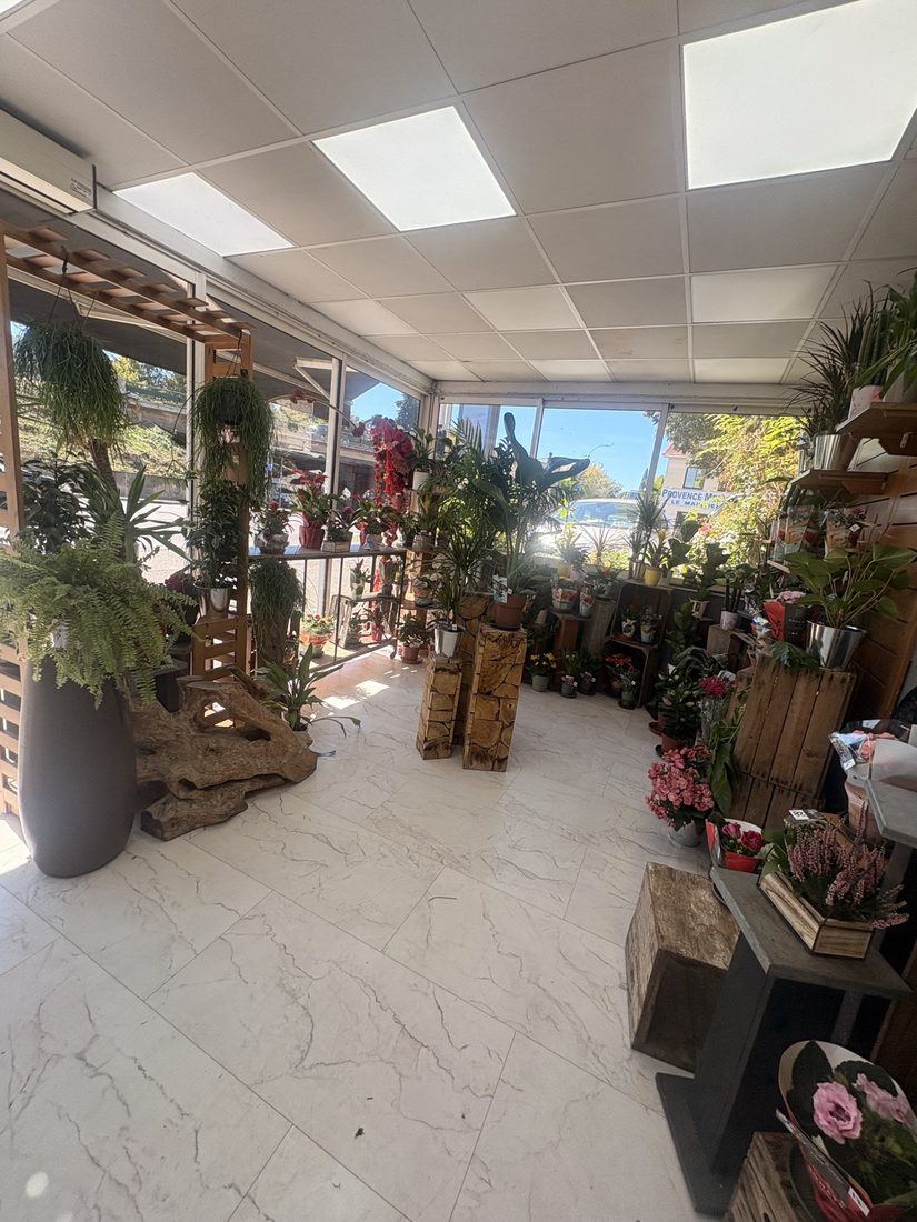 Plantes du moment